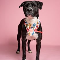 Thumbnail photo of Alba #2