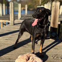 Thumbnail photo of Harlequinn #1