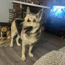 Thumbnail photo of Gemini #1