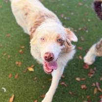 Thumbnail photo of Ghost 4440 aka Clover #2