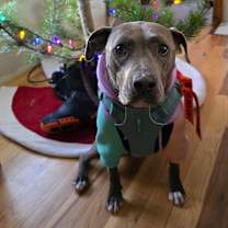 Thumbnail photo of Pickle #1