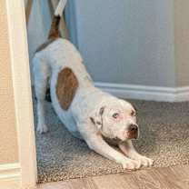 Thumbnail photo of Dottie #1