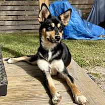 Thumbnail photo of Rocco #2