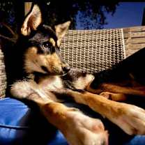 Thumbnail photo of Rocco #3