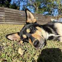 Thumbnail photo of Rocco #4