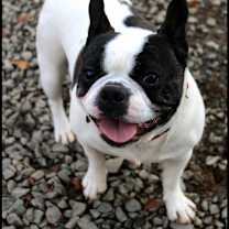 Thumbnail photo of Josie #1