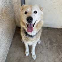 Thumbnail photo of Simba #1