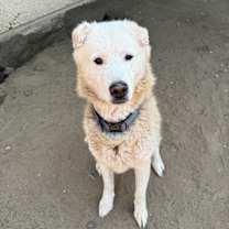 Thumbnail photo of Simba #2