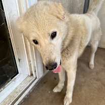 Thumbnail photo of Simba #4