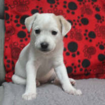 Thumbnail photo of Colby #1