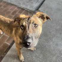 Thumbnail photo of Josie #3