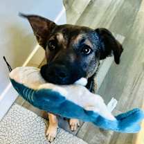 Thumbnail photo of Josie #4