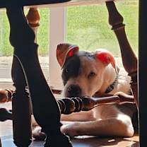 Thumbnail photo of Marvin #3