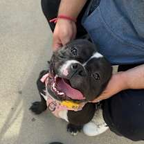 Thumbnail photo of Preciosa #3