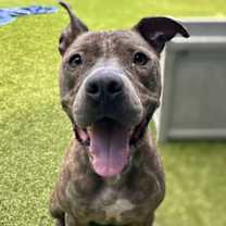 Thumbnail photo of Tito #2