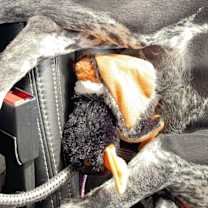 Thumbnail photo of Ruger #4