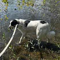 Thumbnail photo of Cupid #2