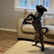 Thumbnail photo of Medjai #3