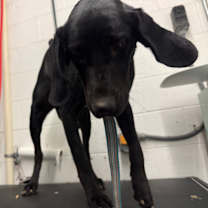 Thumbnail photo of Major-Adoptable #3