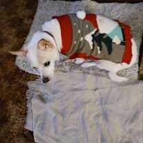 Thumbnail photo of Milo #1