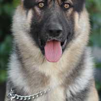 Thumbnail photo of Wolfie von Witten #1