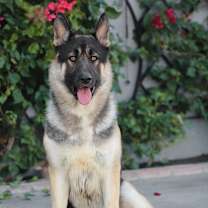 Thumbnail photo of Wolfie von Witten #2