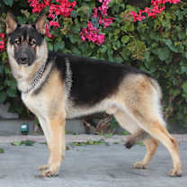 Thumbnail photo of Wolfie von Witten #3