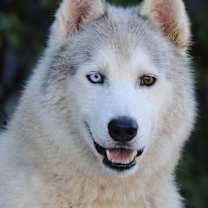 Thumbnail photo of Chulo von Chamerau #1