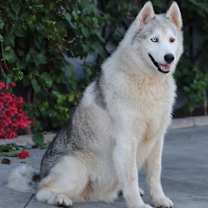 Thumbnail photo of Chulo von Chamerau #2