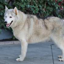 Thumbnail photo of Chulo von Chamerau #3