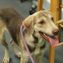 Thumbnail photo of Smiley #1