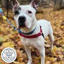 Thumbnail photo of Aspen #1