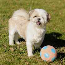 Thumbnail photo of Simon #3