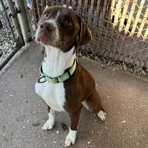 Thumbnail photo of Rosco #1