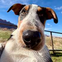 Thumbnail photo of Bob Dylan #1