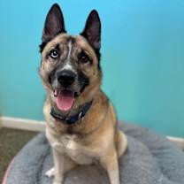 Thumbnail photo of Blue #1