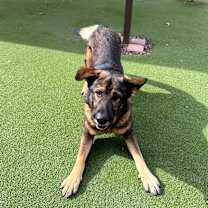 Thumbnail photo of BABY HUEY #1