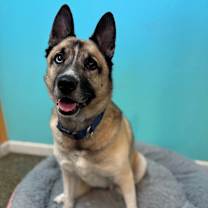 Thumbnail photo of Blue #3