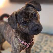 Thumbnail photo of Chaka Khan #2