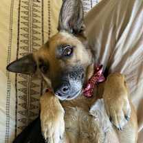 Thumbnail photo of Kona #2