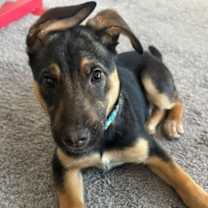 Thumbnail photo of Dash #1