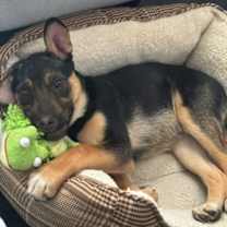 Thumbnail photo of Dash #2