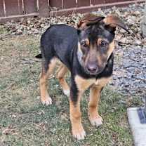 Thumbnail photo of Dash #3