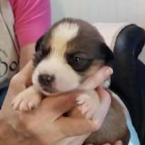 Thumbnail photo of Bernice JuM/GC #2