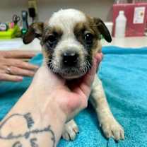 Thumbnail photo of Caramel Wood #3