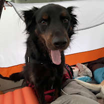 Thumbnail photo of Mowgli #3