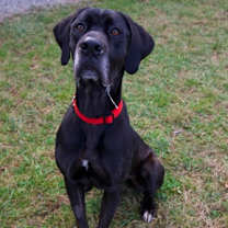 Thumbnail photo of Willa #1