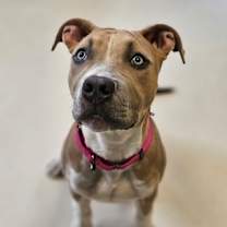 Thumbnail photo of Juno #1