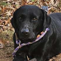 Thumbnail photo of Sulley #1