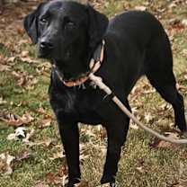 Thumbnail photo of Sulley #2